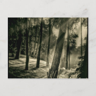 Cool Black and White Forest Sun Rays Nature Gifts Postcard