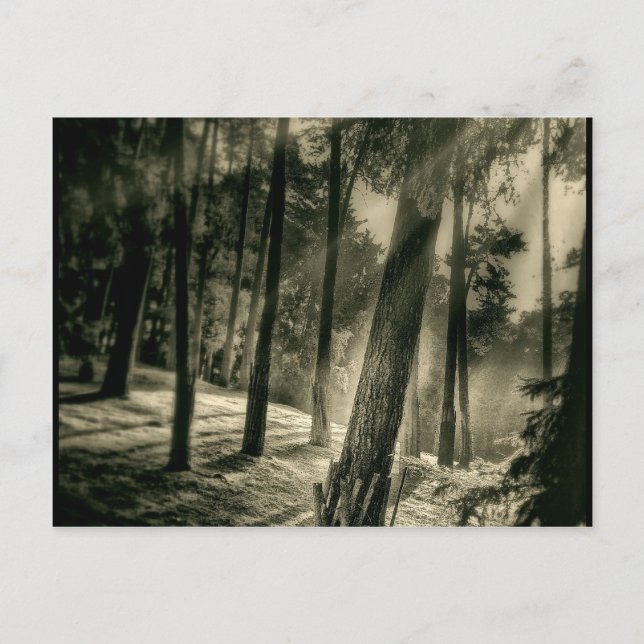 Cool Black and White Forest Sun Rays Nature Gifts Postcard (Front)