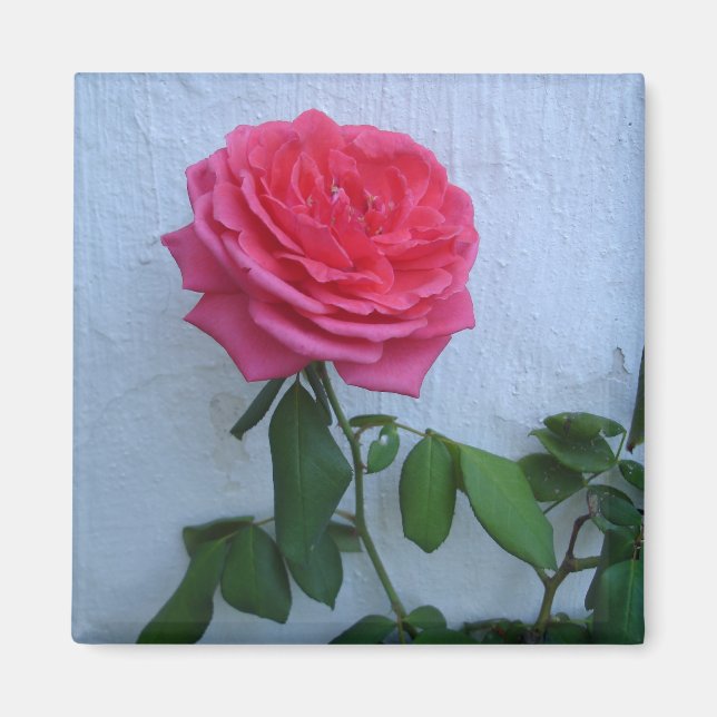 Cool Bloom Magnet (Front)