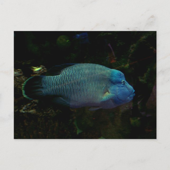 Cool Blue Fish Postcard (Front)