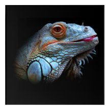 Cool Blue Iguana