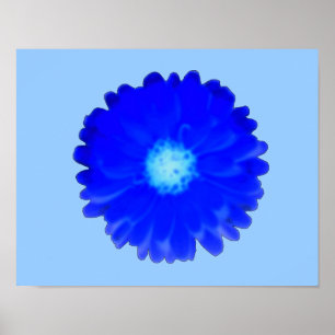 Cool Blue Marigold Poster