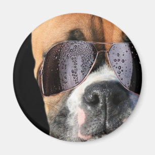 Cool Boxer in sunglasses magnet
