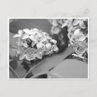cool bunch of lilacs postcard