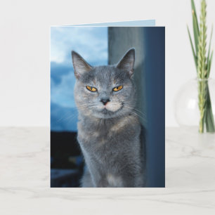 cool cat greeting card