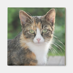 Cool Cat Magnet