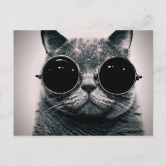 cool cat! postcard
