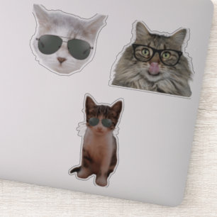 Cool Cat Wearing Sunglasses