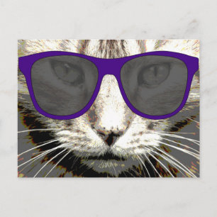 cool cat wearing sunglasses postcards