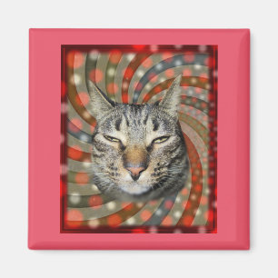 Cool Cat – YOU CAPTION Your Gift! Magnet