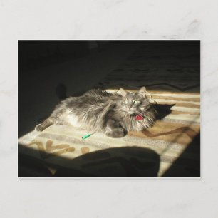 Cool Cats Rule Postcard