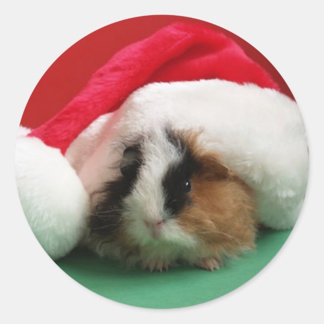Cool Christmas Guinea Pig Stickers (Front)