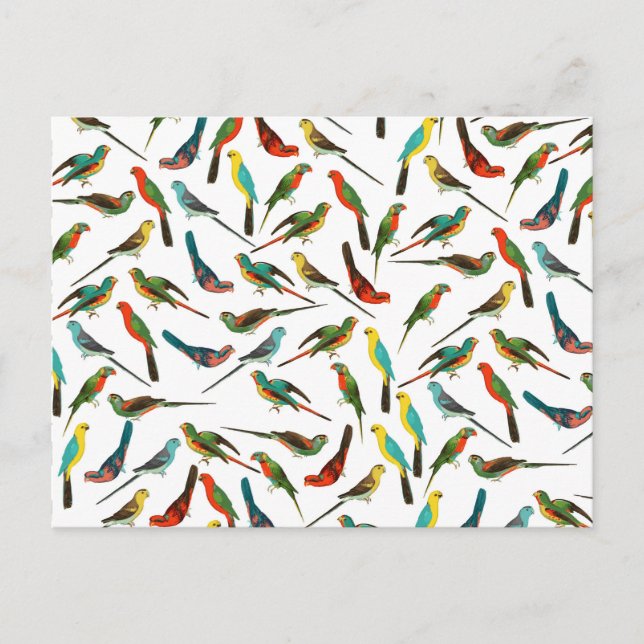 Cool colourful tropical watercolor birds pattern postcard (Front)