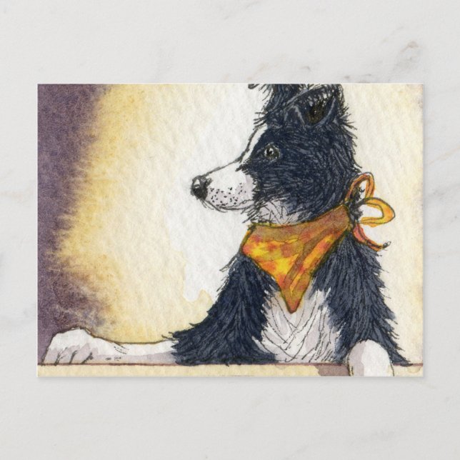 Cool cowboy collie carefully keeps an eye... postcard (Front)