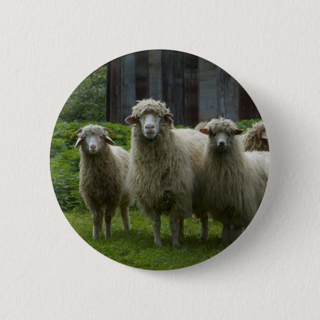 Cool Flock of Sheep | Farmland 6 Cm Round Badge (Front)