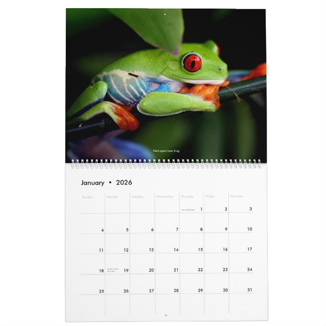 Cool Frogs Calendar (Jan 2026)