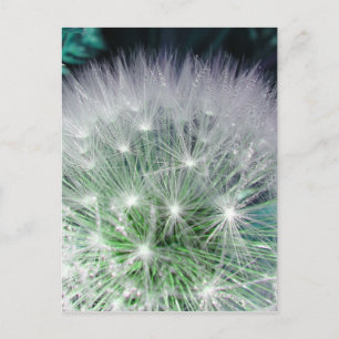 Cool green and white dandelion with waterdrops postcard
