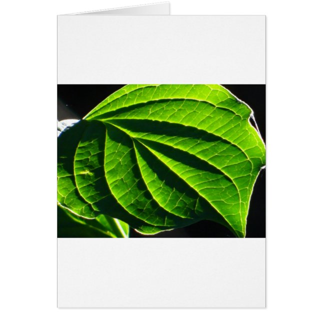 Cool green leaf (Front)