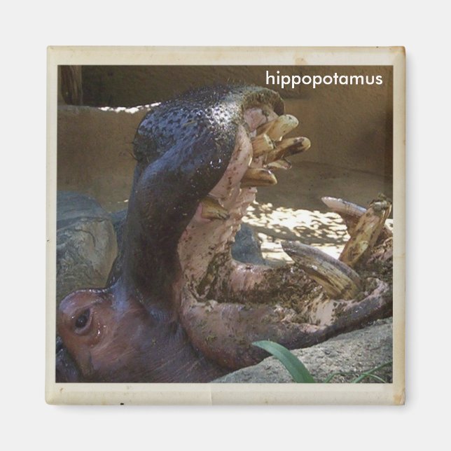 Cool Hippopotamus Magnet! Magnet (Front)