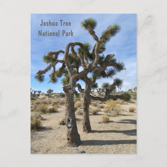 Cool Joshua Tree Postcard! Postcard (Front)