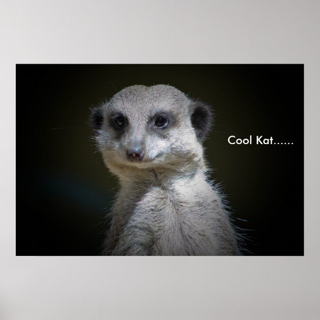 Cool Kat...... Poster (Front)