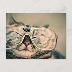 Cool Kitty in Oversized Glasses Postcard