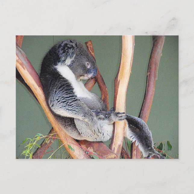 Cool Koala Postcard (Front)