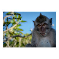 Cool Monkey Photo