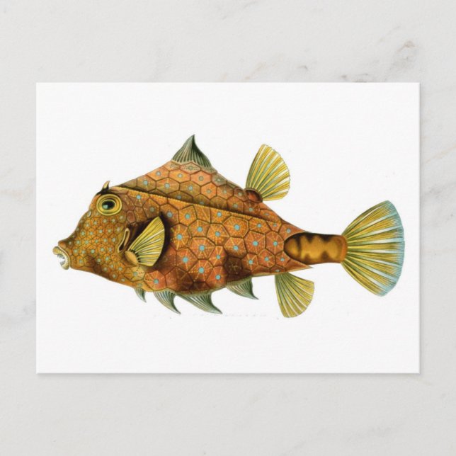 Cool retro colourful fish drawing postcard (Front)