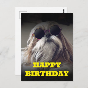 Cool Shih Tzu long hair vintage Photo Birthday Postcard