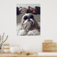 Cool Shih Tzu long hair vintage Sunglasses Photo