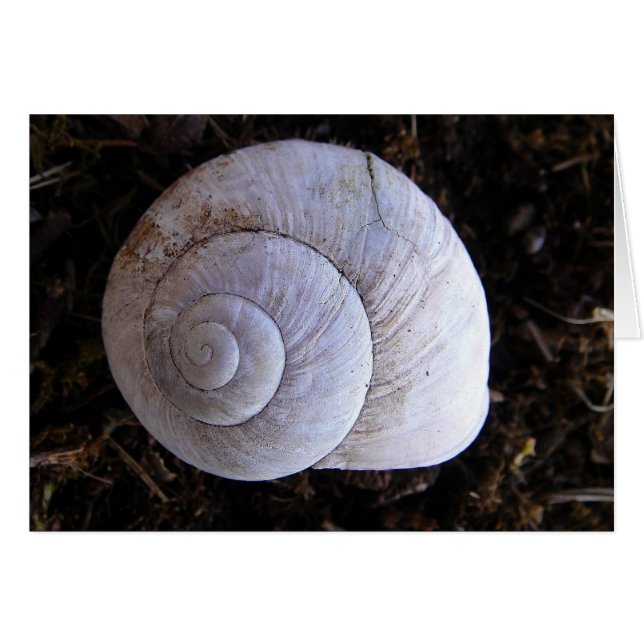 Cool snailshell (Front Horizontal)