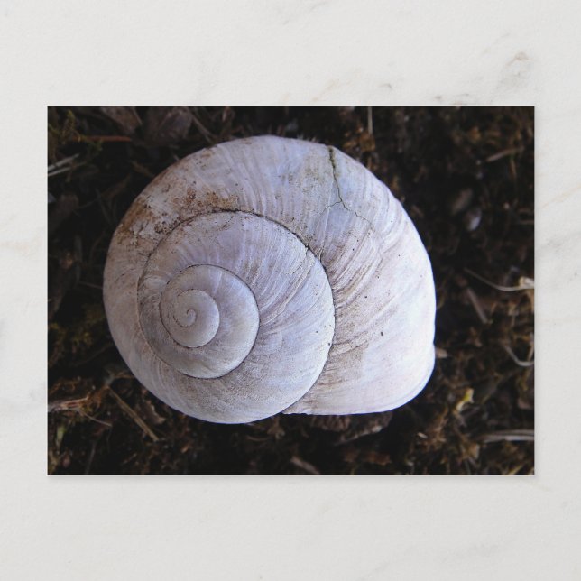 Cool snailshell postcard (Front)