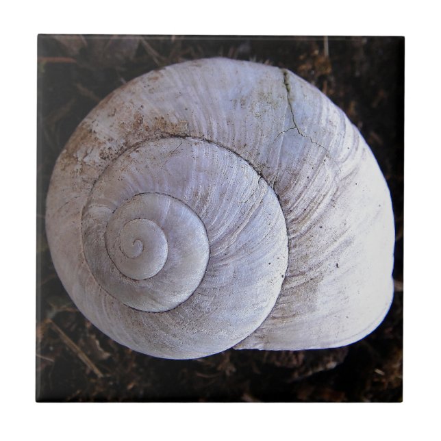 Cool snailshell tile (Front)