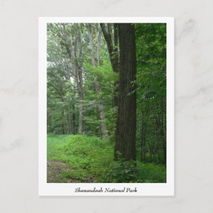 Cool Summer Evening Postcard