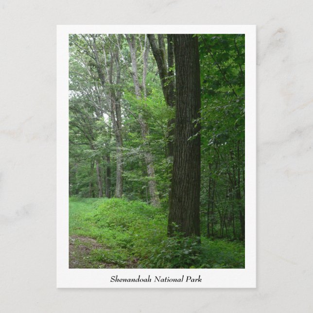 Cool Summer Evening Postcard (Front)