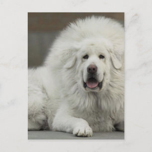 cool White Tibetan Mastiff Postcard