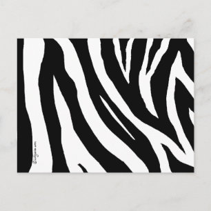 Cool Zebra Stripes Postcard