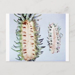 Cooley Spruce Gall Adelgid and Gall Pineus Postcard