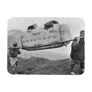 Coolies carrying cotton, 1901 (b/w photo) magnet