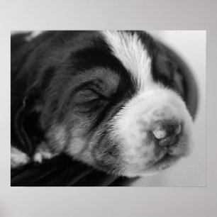Coonhound Puppy Poster