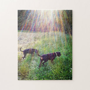 Coonhounds In The Evening Sunlight Jigsaw Puzzle