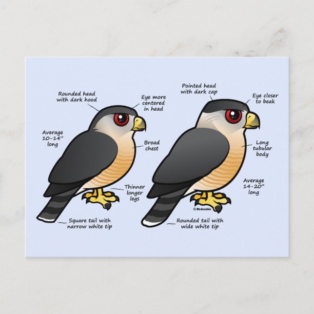 Coop v Sharpie Postcard (Front)