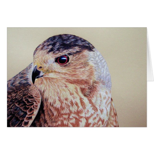 Coopers Hawk (Front Horizontal)