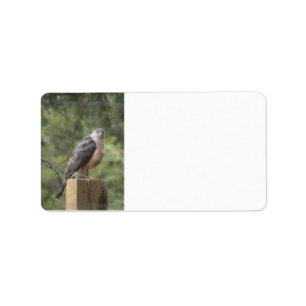 Cooper's Hawk Address Label