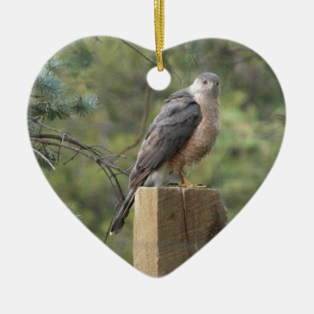 Cooper's Hawk Ceramic Tree Decoration (Front)
