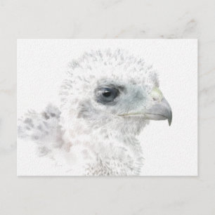 Coopers Hawk Chick Postcard
