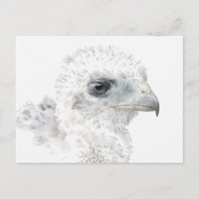 Coopers Hawk Chick Postcard (Front)