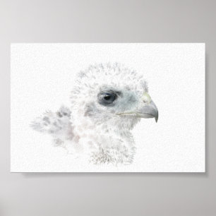 Coopers Hawk Chick Poster