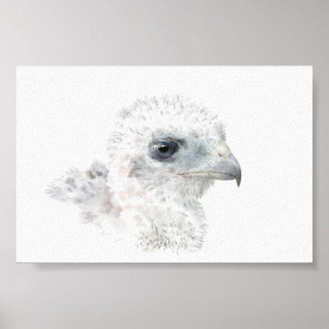 Coopers Hawk Chick Poster (Front)